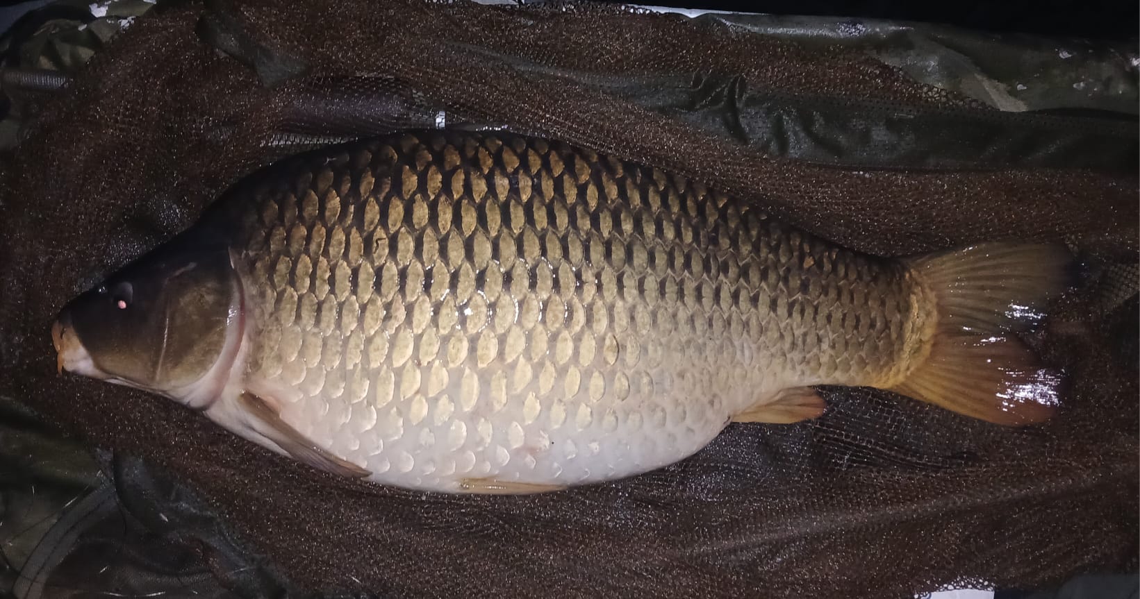 Karper Kralingse plas